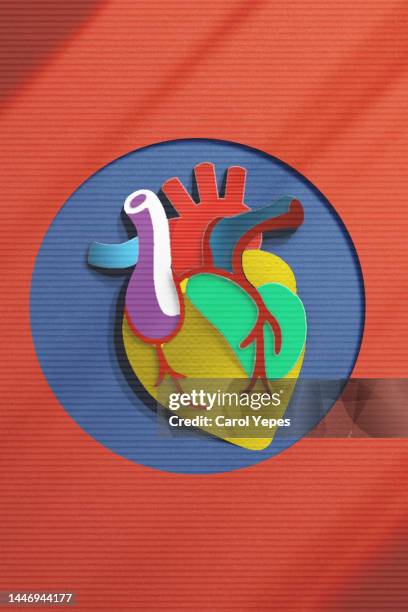 anatomical heart made of colorful paper - coronary arteries diagram stockfoto's en -beelden