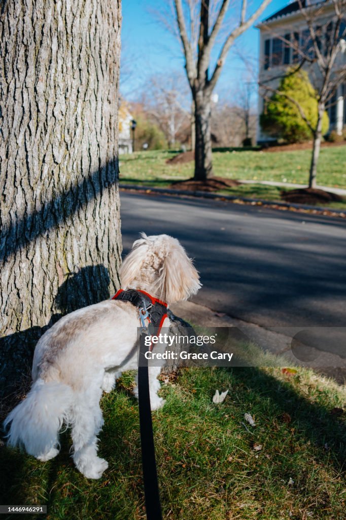 Dog Out on Walk Takes a Break to Stare Across the Street