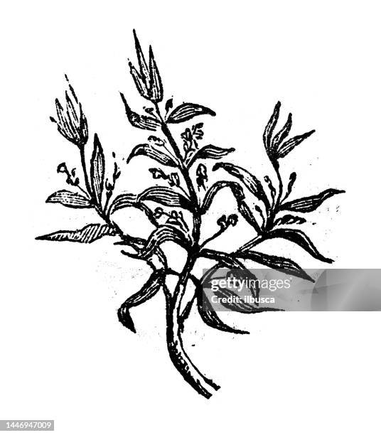 antique engraving illustration: olive tree - olive tree stock illustrations
