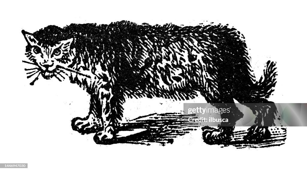 Antique engraving illustration: Snow leopard