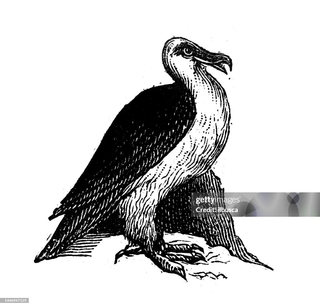 Antique engraving illustration: White tailed eagle