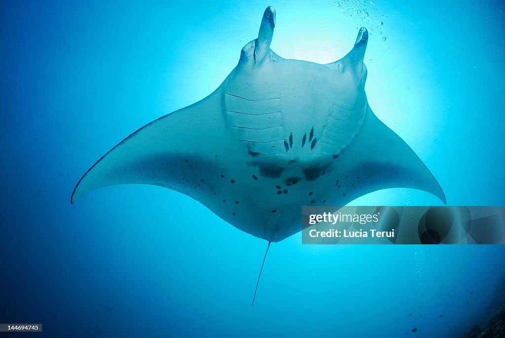 Manta birostris