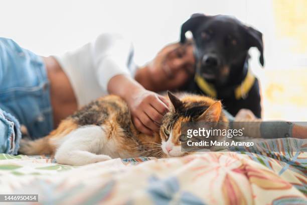 latina woman is lying on the bed in her room with her two pets, a black dog and a yellow cat, whom she caress - cat bildbanksfoton och bilder