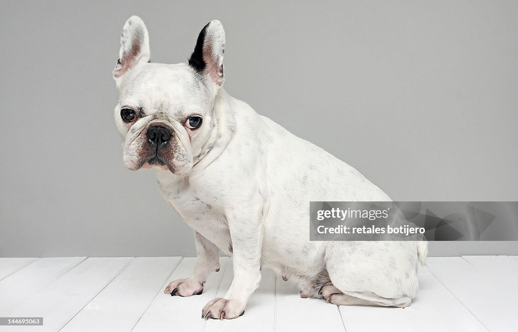 White french bulldog