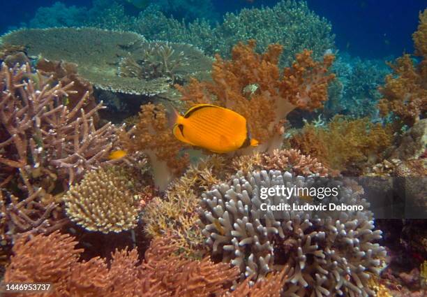 dotted butterflyfish (chaetodon semeion) and corals - dotted butterflyfish stock pictures, royalty-free photos & images