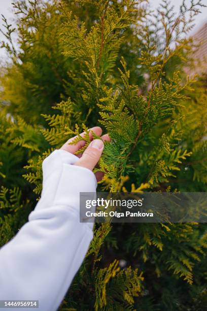 close-up of hand touching branches of thuja - cypress stock pictures, royalty-free photos & images