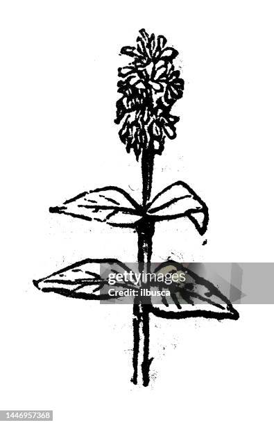 antique engraving illustration: phlox - purple phlox stock illustrations