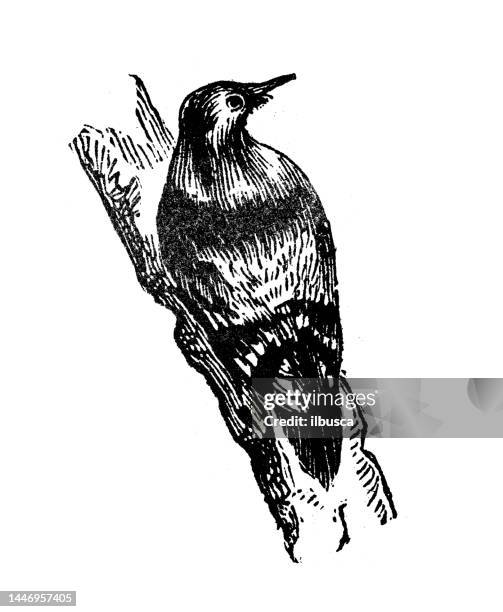 antique engraving illustration: tenerife woodpecker - canary islands stock illustrations