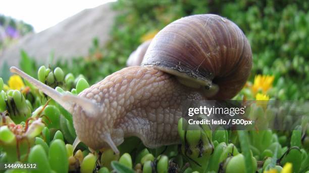 close-up of snail on plant,opole,poland - snail antenna stock pictures, royalty-free photos & images