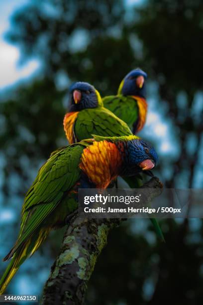 close-up of parrots perching on branch - lori stock-fotos und bilder