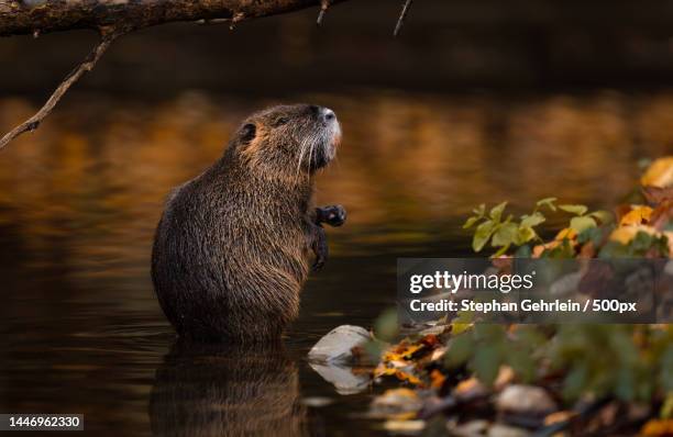 close-up of nutria by lake,karlsruhe,germany - nutria stock pictures, royalty-free photos & images