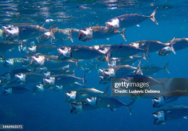 インドサバの群れ(ラストレリガーカナグルタ)マクロプラントンを食べているラム - school of fish ストックフォトと画像