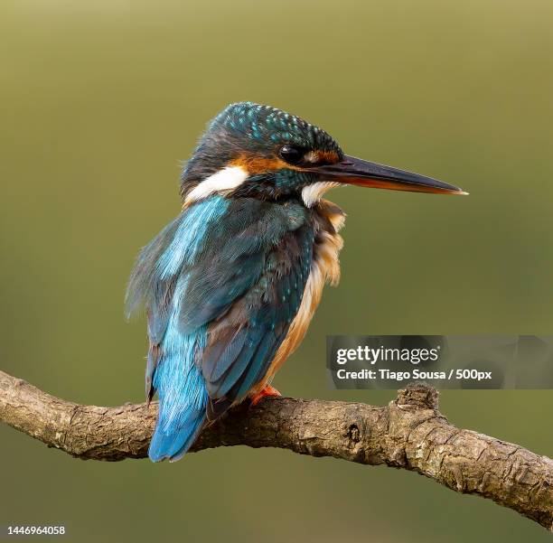 close-up of kingfisher perching on branch,portugal - kingfisher river stock pictures, royalty-free photos & images