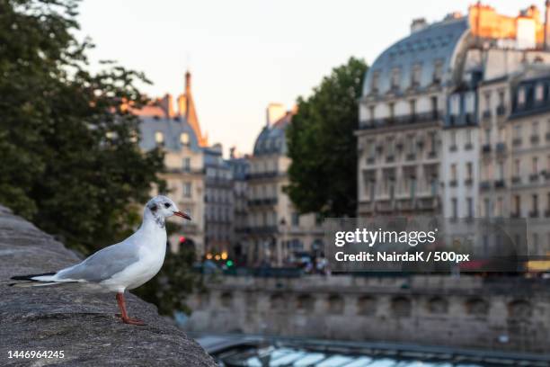 close-up of seagull perching on rock against sky,paris,france - fluss seine fotografías e imágenes de stock