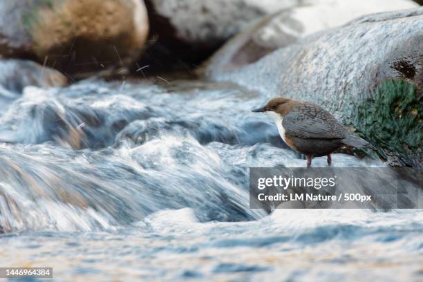 close-up of bird perching on rock,fanano,province of modena,italy - cinclus cinclus stock pictures, royalty-free photos & images