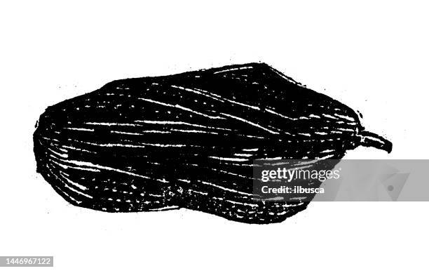 antique engraving illustration: prune - prune stock illustrations