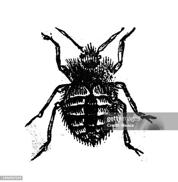 antique engraving illustration: stink bug, shield bug - stink bug stock illustrations