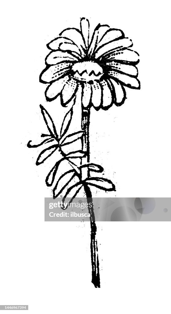 Antique engraving illustration: Pyrethrum