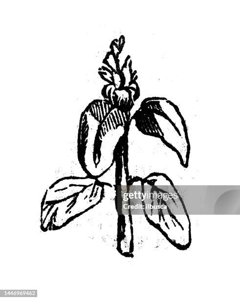 antique engraving illustration: patchouli - patchouli stock illustrations