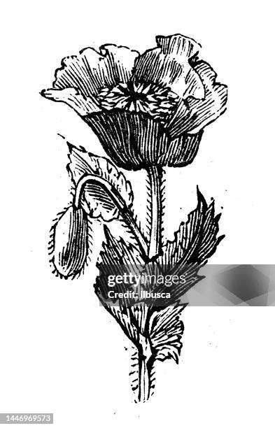 antique engraving illustration: poppy - oriental poppy 幅插畫檔、美工圖案、卡通及圖標