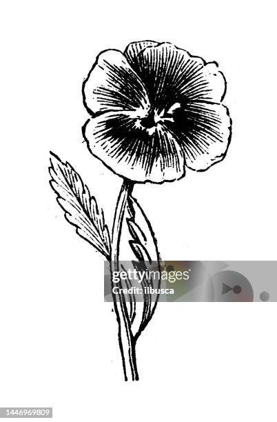 antique engraving illustration: pansy - pansy stock illustrations