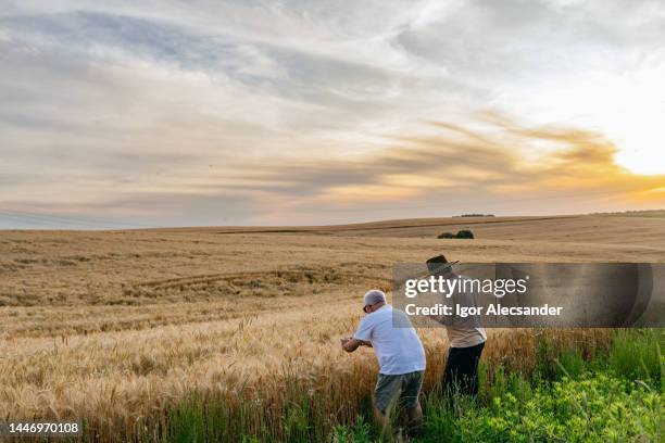 farmers examining the wheat field - monoculture stock pictures, royalty-free photos & images
