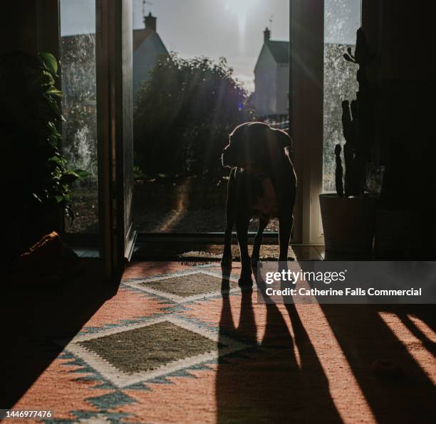 dramatic image of a dog entering through a front door, she is backlit and casts a long shadow on the rug - curled up on sofa stock pictures, royalty-free photos & images