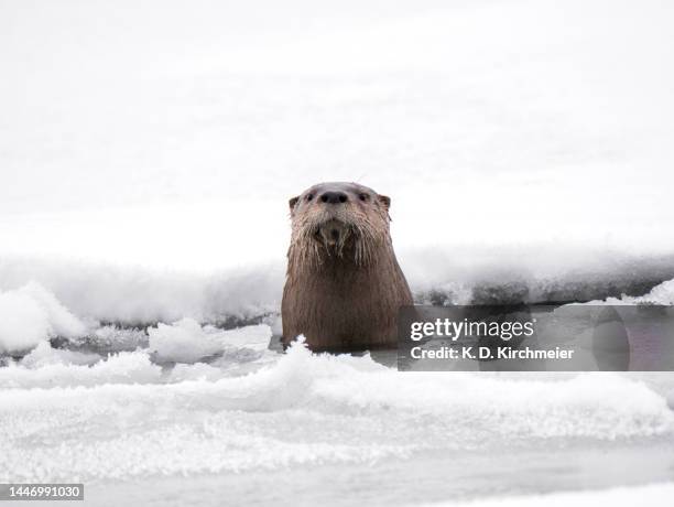 a river otter (lontra canadensis) on frozen lake - lontra photos et images de collection