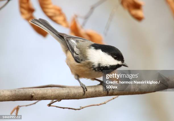 close-up of chickadee perching on branch - chickadee stock pictures, royalty-free photos & images