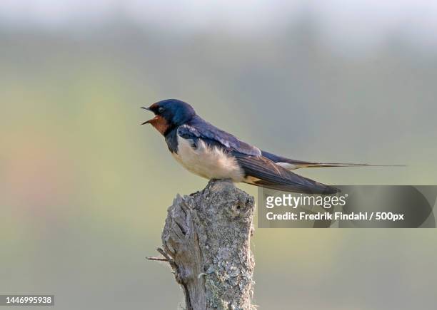 close-up of swallow perching on branch,sweden - vår stock pictures, royalty-free photos & images
