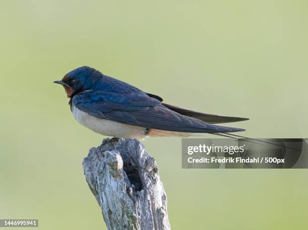 close-up of songbird perching on wood,sweden - vår stockfoto's en -beelden