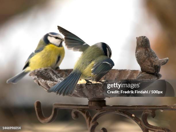 close-up of birds perching on feeder,sweden - tits stock pictures, royalty-free photos & images