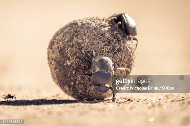 close-up of frog on dirt road,south africa - scarab beetle stock pictures, royalty-free photos & images