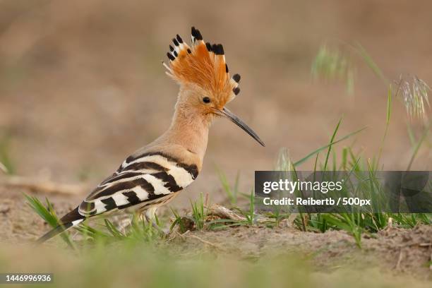 close-up of hoopoe perching on field,frankfurt am main,germany - hoopoe stock pictures, royalty-free photos & images