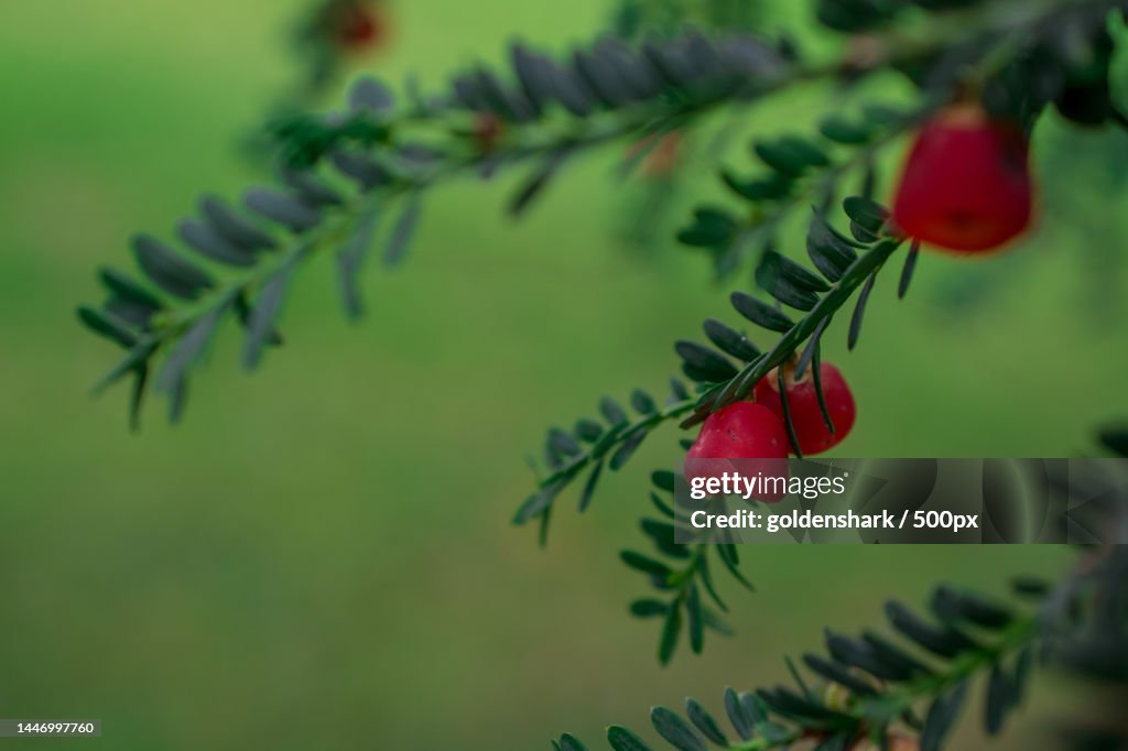 Yew of Taxus brevifolia Fruit on branch on green background,United Kingdom,UK