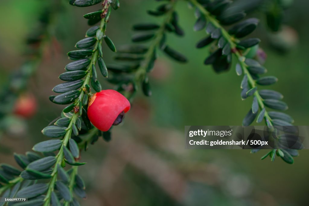Yew of Taxus brevifolia Fruit on branch on green background,United Kingdom,UK