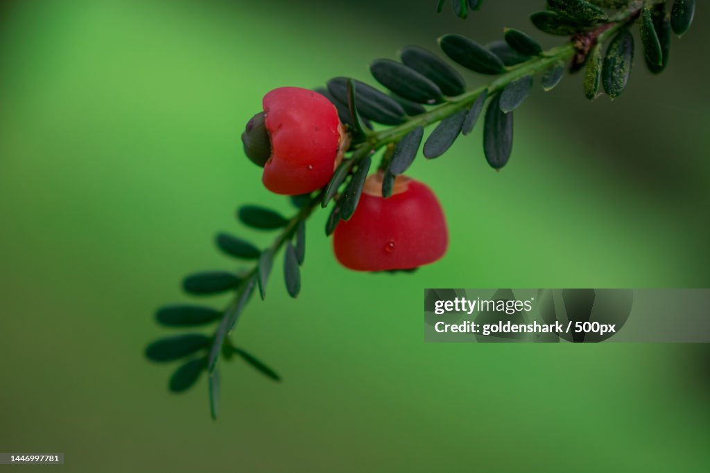 Yew of Taxus brevifolia Fruit on branch on green background,United Kingdom,UK