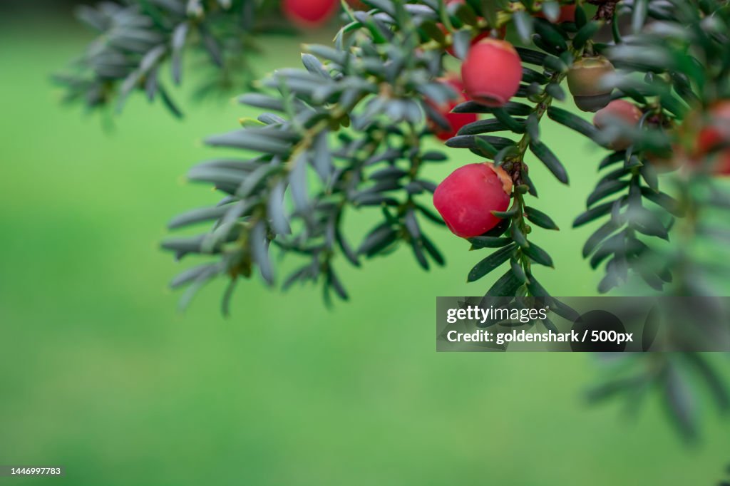 Yew of Taxus brevifolia Fruit on branch on green background,United Kingdom,UK