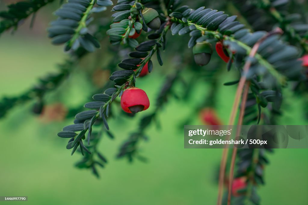 Yew of Taxus brevifolia Fruit on branch on green background,United Kingdom,UK