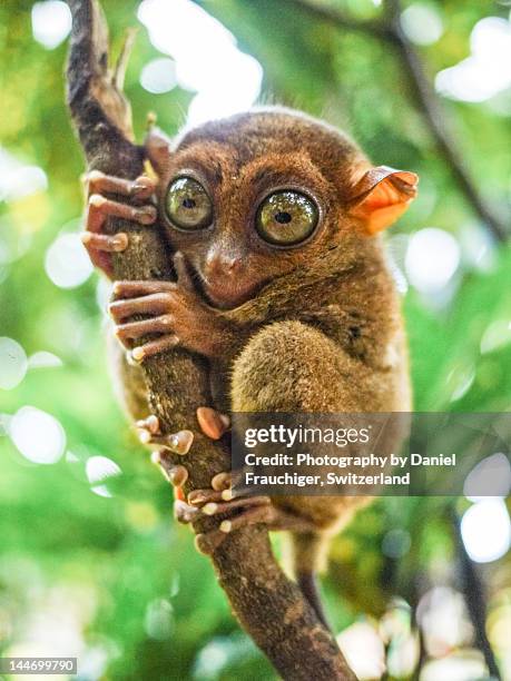 tarsier in bohol - tarsier stock-fotos und bilder