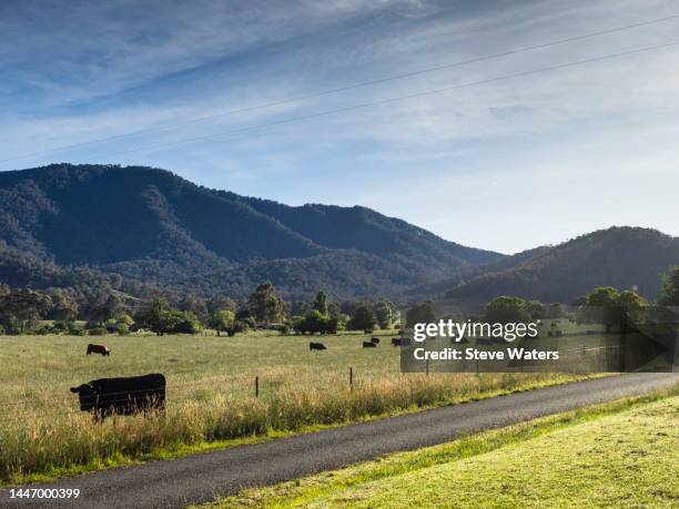 black angus cow below mt emu, kiewa valley, tawonga - feldweg grüne wiese kühe stock-fotos und bilder