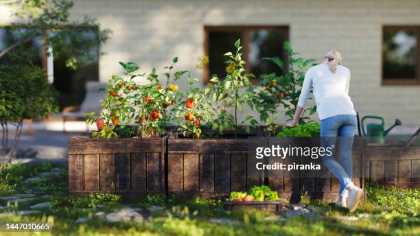 home gardening - tomato stock illustrations stockfoto's en -beelden