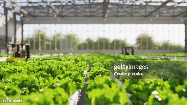 hydroponic farm - hydroponics stock pictures, royalty-free photos & images