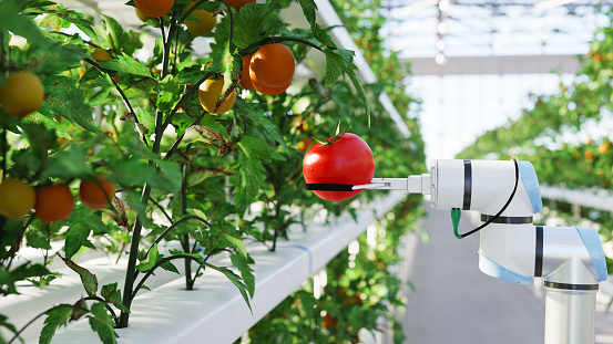 Automated hydroponic farm