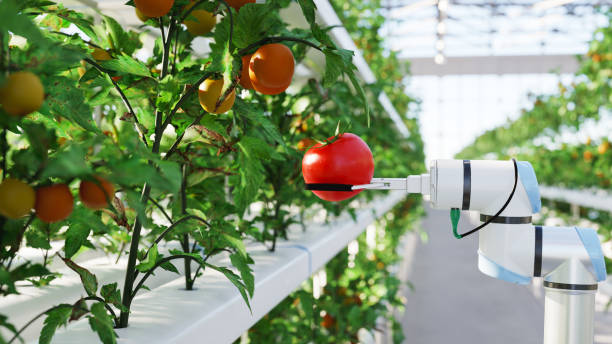 Automated Hydroponic Farm مجلة نقطة العلمية