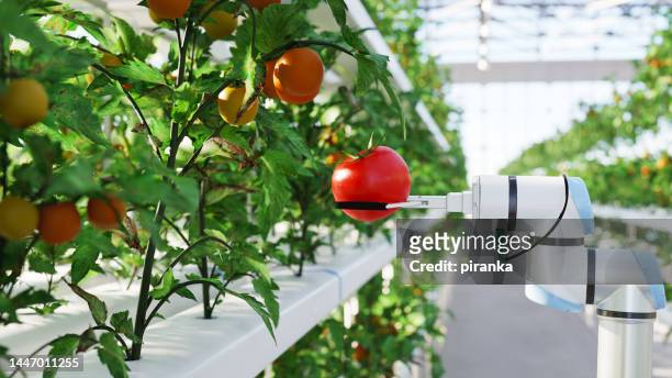 automated hydroponic farm - tomato plant stock pictures, royalty-free photos & images