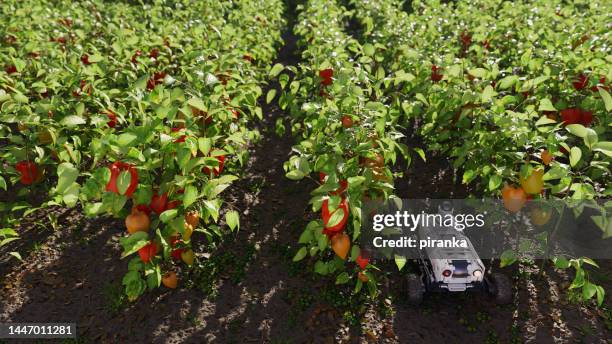 agricultural robot in a pepper field - bell pepper field stock pictures, royalty-free photos & images