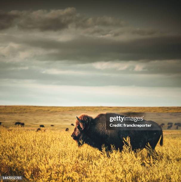 buffalo in south dakota - nordamerikanische great plains stock-fotos und bilder
