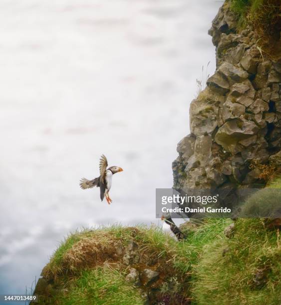 icelandic puffin with food in its beak reaching the nest, wildlife photography - national geographic society stock-fotos und bilder