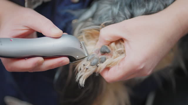 groomer is cutting hair on paw of yorkshire terrier in grooming studio, closeup view, using cutting machine